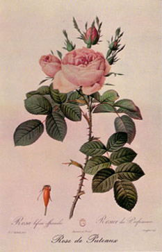 Carte rose de Puteaux